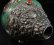 画像4: ◆チベット密教法具　法螺貝（シャンカ）silver925製マハーカーラ（大黒天）A (4)