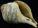 画像4: ◆チベット密教法具　法螺貝（シャンカ）クルックラー(赤ターラー) (4)